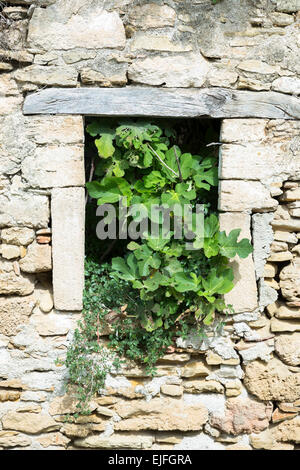 Figuier à l'intérieur de plus en plus vieille maison en pierre à l'abandon par fenêtre cassée dans village de Peroulades à Corfou, Grèce Banque D'Images