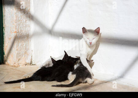 Sauvages errants mère chat blanc, Felis catus, allaiter son cute black chatons à Paleokastritsa, Corfou en Grèce , Banque D'Images