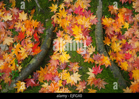 Les feuilles tombées des érables du Japon à l'automne, Ginkakuji Jardins, Pavillon d'argent, Kyoto, Japon Banque D'Images