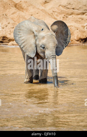Un éléphant d'Afrique veau buvant dans le fleuve Ewaso Ng'iro dans la région de Samburu au nord du Kenya. Banque D'Images