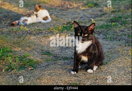 Les chatons se trouve sur la rue rurale. Banque D'Images