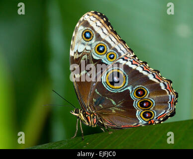 Un beau papillon Morpho bleu Banque D'Images