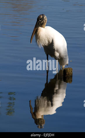 Wood Stork Banque D'Images