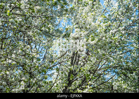 Des fleurs blanches et de nouvelles feuilles vertes sur Bradford poiriers en Géorgie, USA. Banque D'Images