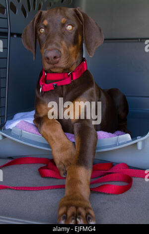 Chiot assis dans la caisse Banque D'Images