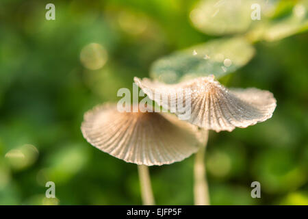 Le champignon est très belle dans le soleil du matin Banque D'Images