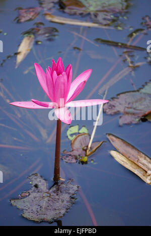 Water Lily fleurs fleurissent dans l'étang Banque D'Images
