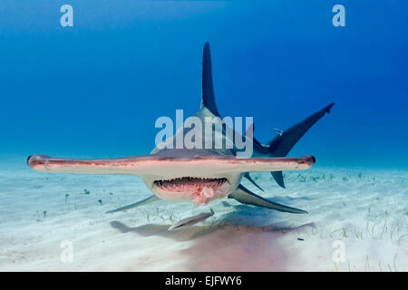 Grand requin marteau (Sphyrna Mokarran), Bimini, Bahamas Banque D'Images