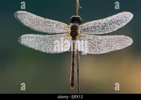 Dard commun dragonfly (Sympetrum striolatum), Burgenland, Autriche Banque D'Images