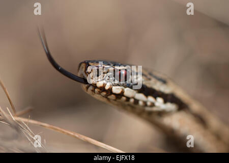 L'additionneur européen commun ou viper (Vipera berus), de l'Ems, Basse-Saxe, Allemagne Banque D'Images