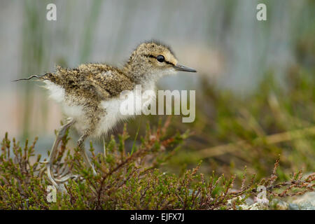 Les jeunes (Actitis hypoleucos common sandpiper), Flatruet, Norvège Banque D'Images