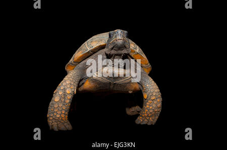 Pattes jaune Amazon, Tortue Geochelone denticulata, sur fond noir Banque D'Images