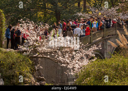 Les fleurs de cerisier visualisation dans Hangzhou Banque D'Images