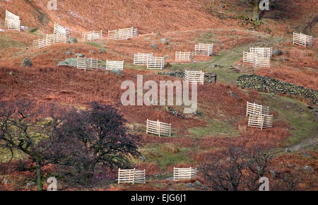 Clôture d'arbres pour protéger du bétail sur la montagne au-dessus du scandale en hiver Parc National de Lake District Cumbria Banque D'Images