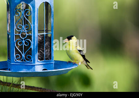 Chardonneret jaune Banque D'Images