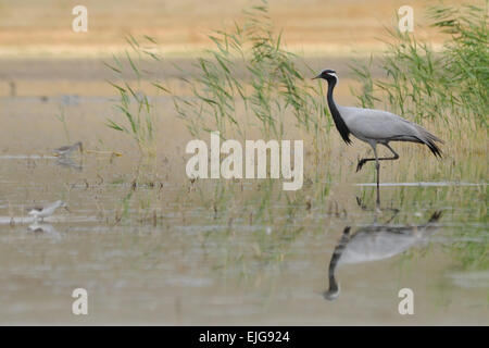 Grue Demoiselle sur Manych lake Banque D'Images