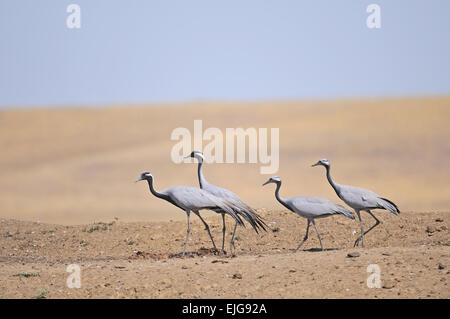 Famille de Grues demoiselle dans la steppe chaud Banque D'Images