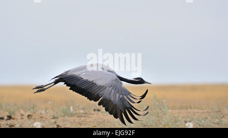 Grue Demoiselle de vol dans la steppe chaud Banque D'Images