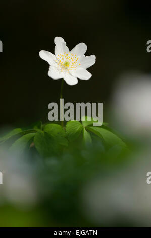 Anemone nemorosa Buschwindroeschen,bois,les anémones Banque D'Images