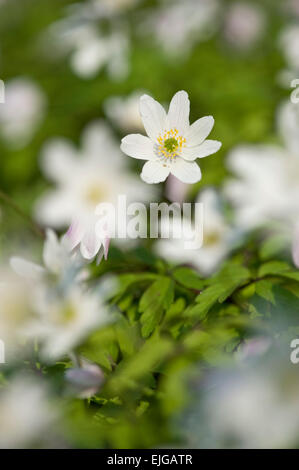 Anemone nemorosa Buschwindroeschen,bois,les anémones Banque D'Images