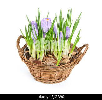 Purple crocus fleurissent dans plusieurs panier décoratif Banque D'Images