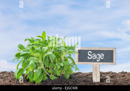 La sauge dans le jardin avec une étiquette en bois Banque D'Images