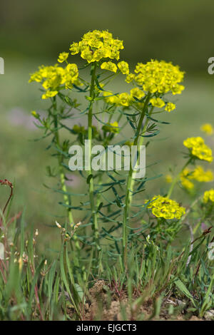 Euphorbia cyparissias,Zypressen-Wolfsmilch,Euphorbe cyprès Banque D'Images