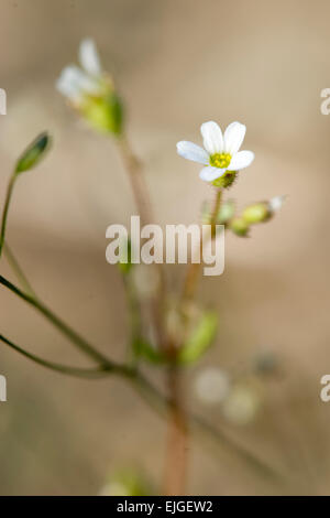 Saxifraga tridactylites Dreifingersteinbrech,Rue,Saxifrage à feuilles Banque D'Images