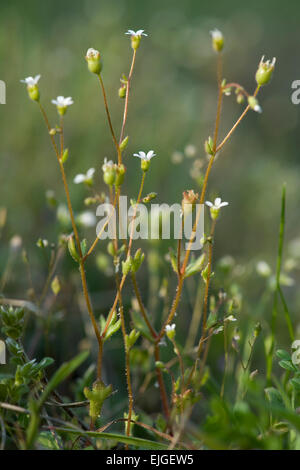 Saxifraga tridactylites Dreifingersteinbrech,Rue,Saxifrage à feuilles Banque D'Images