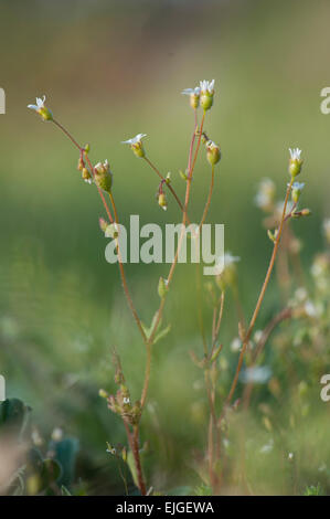 Saxifraga tridactylites Dreifingersteinbrech,Rue,Saxifrage à feuilles Banque D'Images