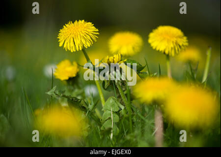 Taraxacum officinale,Loewenzahn,le pissenlit Banque D'Images