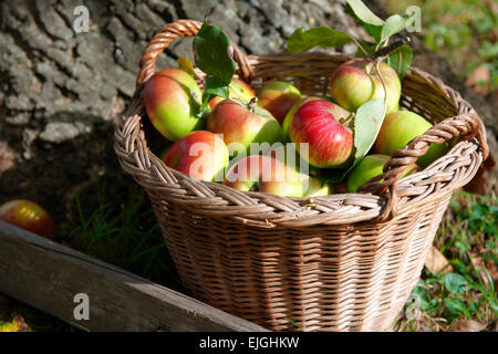 Les pommes biologiques frais récoltés dans un panier dans un verger Banque D'Images