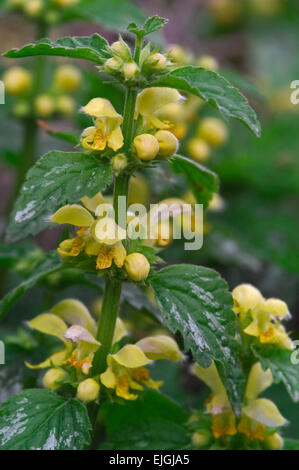 Archange jaune / usine d'artillerie / aluminium (Lamiastrum galeobdolon plante / Lamium galeobdolon / Galeobdolon luteum) flower Banque D'Images