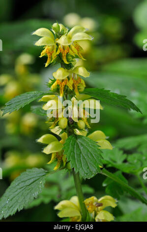 Archange jaune / usine d'artillerie / aluminium (Lamiastrum galeobdolon plante / Lamium galeobdolon / Galeobdolon luteum) flower Banque D'Images