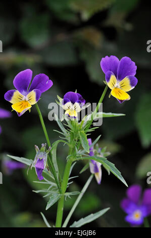 Pensée sauvage / heartsease / Heart's Ease / Heart's Delight / tickle-my-plaqués (Viola tricolor) en fleurs Banque D'Images