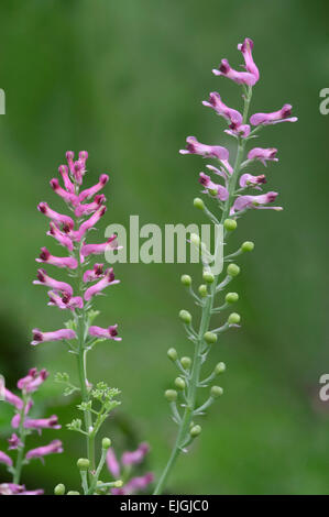 Fumeterre commune / terre fumée (Fumaria officinalis) en fleurs Banque D'Images