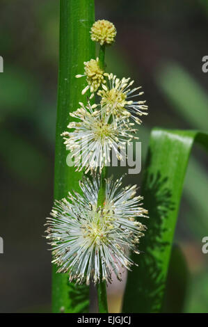 European bur-reed / non branchus bur-reed (Sparganium emersum) Banque D'Images