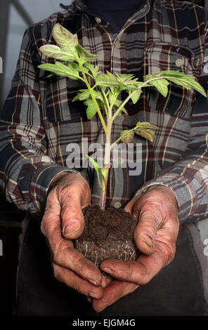 Un agriculteur détient des plantules de tomate dans ses mains. Banque D'Images
