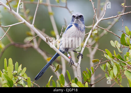 Florida Scrub Jay (Aphelocoma coerulescens) des profils portant des bandes scientifique, perché dans la végétation, Florida, USA Banque D'Images