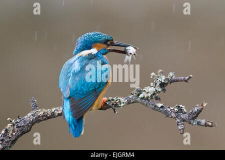 Kingfisher (Alcedo atthis commun) des profils avec le poisson dans son bec, l'article sur branch, Angleterre Banque D'Images