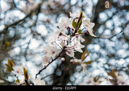 Apple Blossom Printemps Regents Park Londres UK Banque D'Images