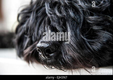 Un chiot noir cockapoo se détend avec une balle de tennis Banque D'Images