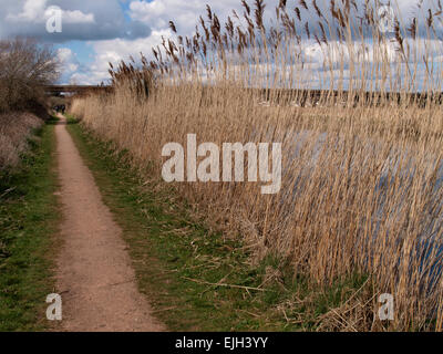 Grands roseaux qui poussent sur le canal d'Exeter, Devon, UK Banque D'Images