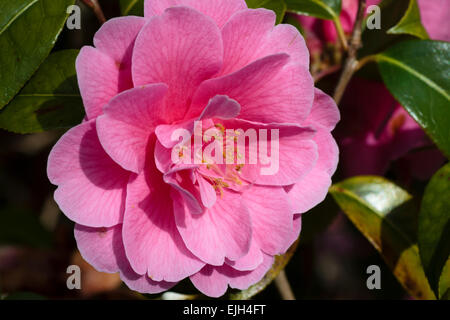 Fleur simple de la floraison de printemps evergreen Camellia x williamsii 'Inspiration'. Banque D'Images