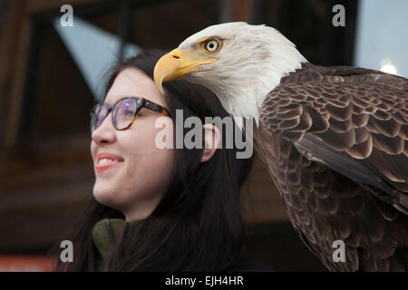 Troy, Michigan - un jeune de 25 ans l'aigle chauve nommé Challenger avec son maître à partir de l'American Eagle Foundation. Banque D'Images