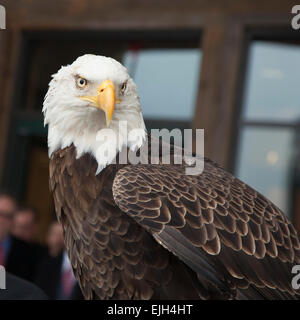 Troy, Michigan - un jeune de 25 ans nommé pygargue à tête blanche de la Challenger American Eagle Foundation. Banque D'Images