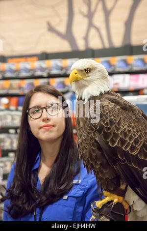 Troy, Michigan - un jeune de 25 ans l'aigle chauve nommé Challenger avec son maître à partir de l'American Eagle Foundation. Banque D'Images