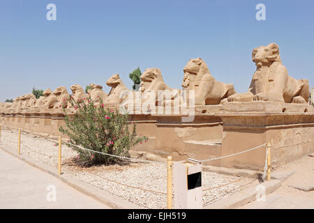 Avenue des béliers à l'entrée du temple de Karnak Louxor en Égypte Banque D'Images