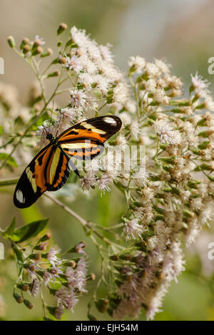 Anartia amathea roeselia papillon sur fleur blanche Banque D'Images