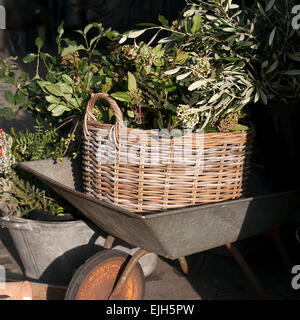 Panier en osier avec des branches vertes dans un chariot de jardin à la boutique Banque D'Images